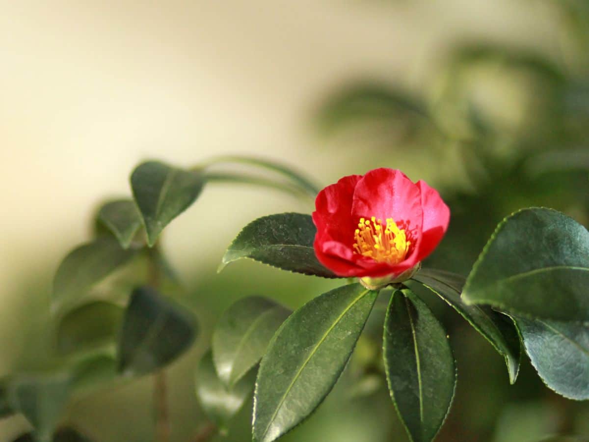 Easy camellia varieties