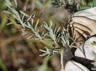 Exposing the cambium of a layered lavender branch