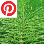 Picture related to Fermented horsetail tea overlaid with the Pinterest logo.