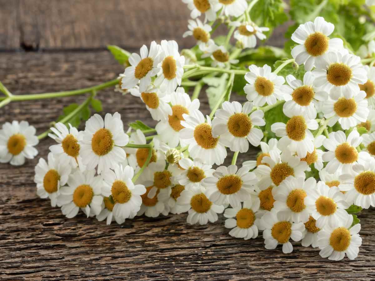 Feverfew Health benefits