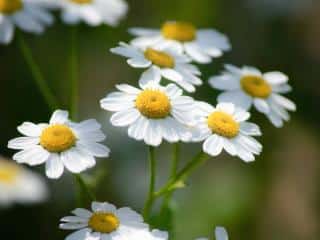 Benefits of feverfew tea