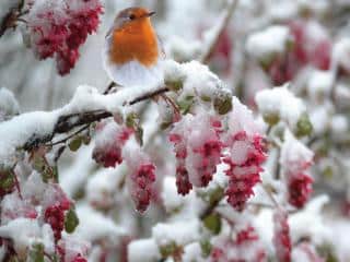 Flowering currant in winter