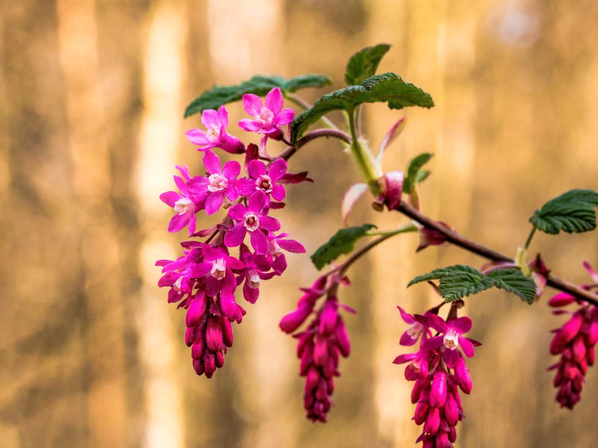 Flowering currant