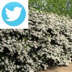 Picture related to Flowered hedges overlaid with the Twitter logo.