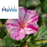 Picture related to Four o'clock flower overlaid with the MeWe logo.
