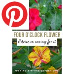 Picture related to Four o'clock flower overlaid with the Pinterest logo.