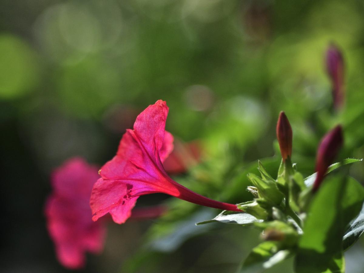 Four o'clock flower