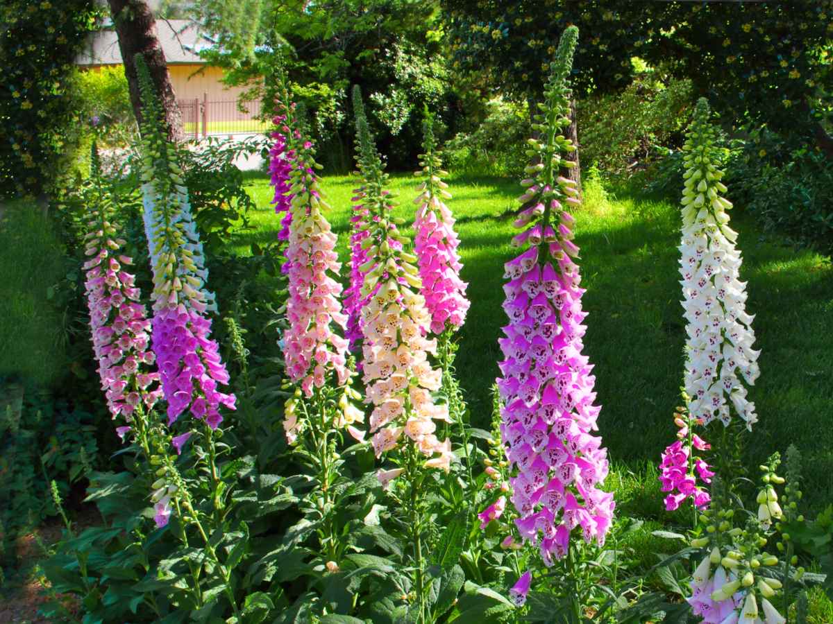 Foxglove