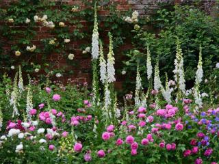 Landscaping with foxglove