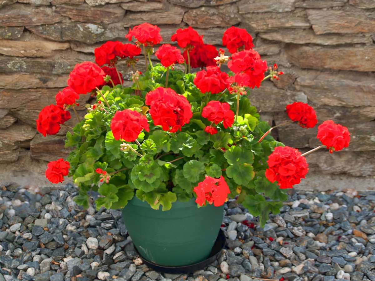 Caring for geranium