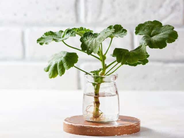 Geranium cutting