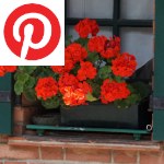 Picture related to Geranium overlaid with the Pinterest logo.
