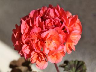 geranium varieties