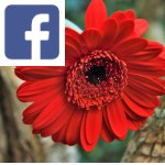 Picture related to Gerbera overlaid with the Facebook logo.