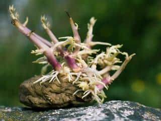 Germinated potato