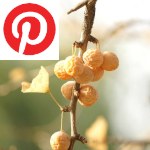 Picture related to Ginkgo overlaid with the Pinterest logo.
