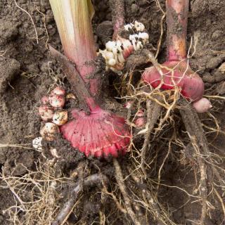 Gladiolus propagation