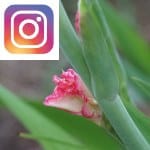 Picture related to Gladiolus overlaid with the Instagram logo.