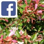 Picture related to Glossy abelia overlaid with the Facebook logo.