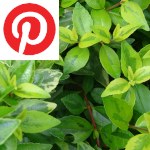 Picture related to Glossy abelia overlaid with the Pinterest logo.