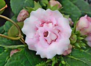 Gloxinia flower