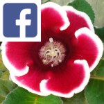 Picture related to Gloxinia overlaid with the Facebook logo.