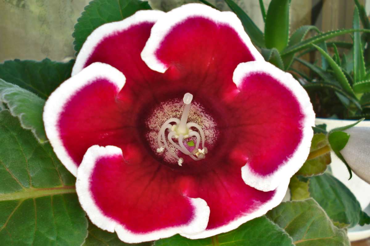 Gloxinia