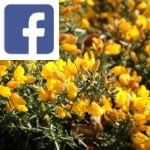 Picture related to Gorse overlaid with the Facebook logo.