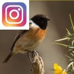 Picture related to Gorse overlaid with the Instagram logo.