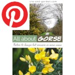 Picture related to Gorse overlaid with the Pinterest logo.