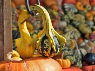 Ornamental gourd halloween decoration