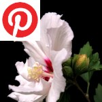 Picture related to Hibiscus syriacus overlaid with the Pinterest logo.