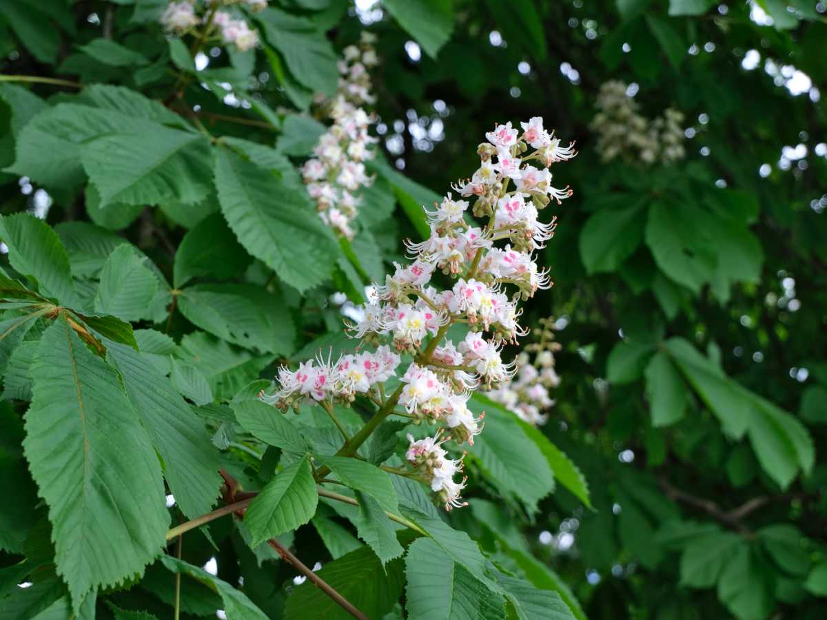 Horse chestnut