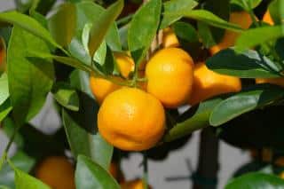 pruning indoor orange tree