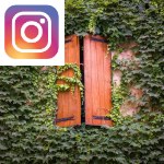 Picture related to Ivy overlaid with the Instagram logo.