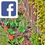 Picture related to Garden tasks for june overlaid with the Facebook logo.