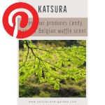 Picture related to Katsura overlaid with the Pinterest logo.