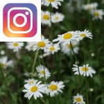 Picture related to Lawn daisy overlaid with the Instagram logo.