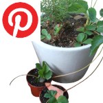 Picture related to Layering strawberry overlaid with the Pinterest logo.