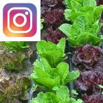 Picture related to Lettuce overlaid with the Instagram logo.