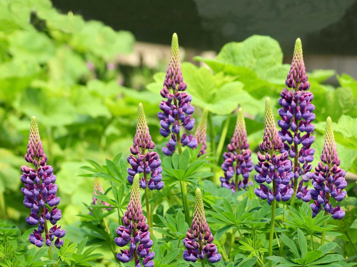 Lupine