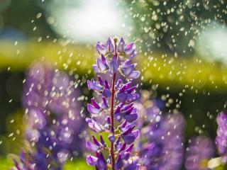Watering lupine