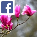 Picture related to Colorful magnolias overlaid with the Facebook logo.