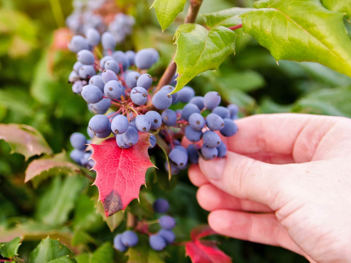 Harvesting mahonia