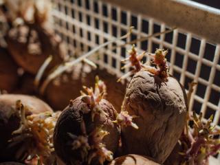 Tray to germinate potato