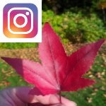 Picture related to Maple overlaid with the Instagram logo.