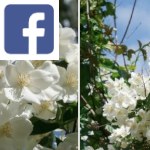 Picture related to Mock-orange overlaid with the Facebook logo.