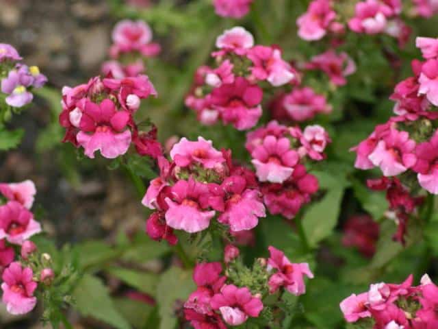 Nemesis flower varieties