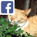 Picture related to Nepeta overlaid with the Facebook logo.