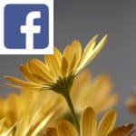 Picture related to Osteospermum overlaid with the Facebook logo.